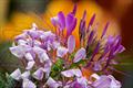 Spider flower